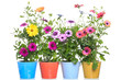 Colorfull Pot with Colorfull african daisy (Dimorphoteca) flower