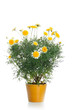 Pot with yellow daisy flower