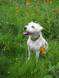 hund