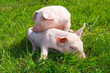 Ferkel im Gras