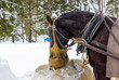 Winter Horse