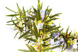 Rosemary(Rosmarinus officinalis)