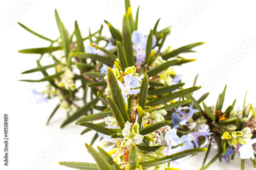 Photo: Rosemary(Rosmarinus officinalis) Rosemary(Rosmarinus officinalis)