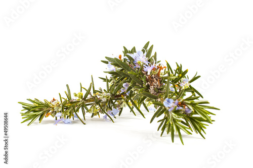 Photo: Rosemary(Rosmarinus officinalis) Rosemary(Rosmarinus officinalis)
