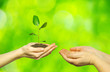 plant in hands