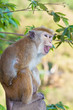 Anger monkey