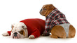 dog couple