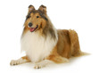 collie