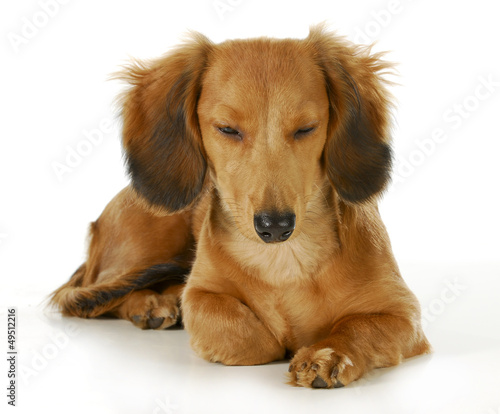 Photo: dog resting dog resting