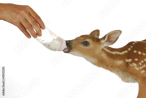 Photo: orphaned fawn orphaned fawn