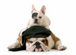 pirate dogs