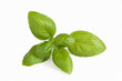 Fresh basil sprig on white