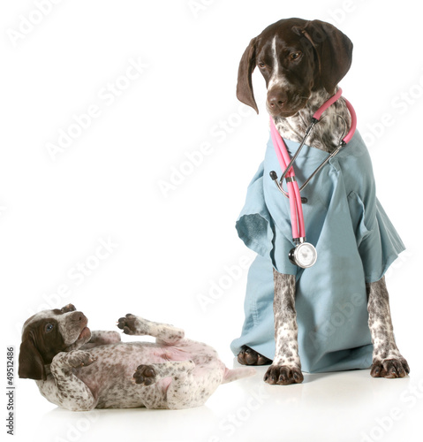 Photo: veterinary care veterinary care