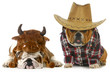 country dog