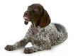 funny dog