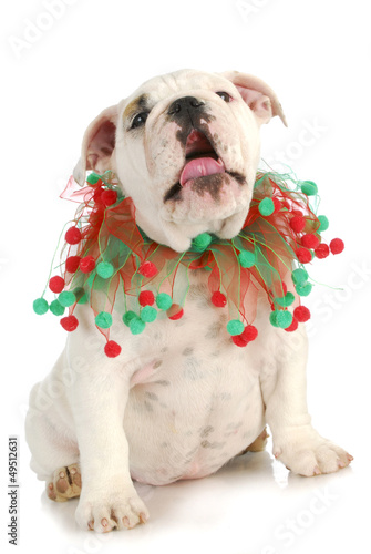 Photo: christmas puppy christmas puppy