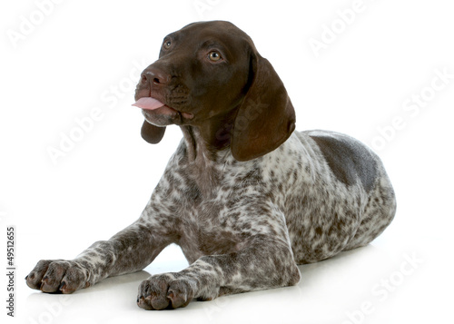 Photo: funny dog funny dog
