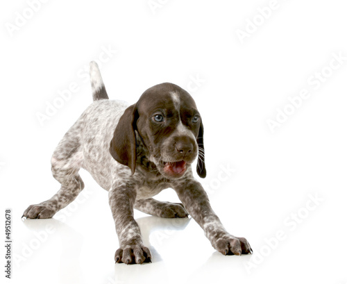 Photo: playful puppy playful puppy