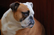 Britische Bulldogge