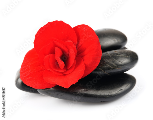 Photo: begonia flower begonia flower