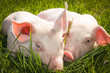 Ferkel im Gras