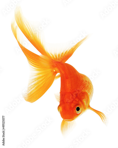 Photo: Goldfish on White Background Goldfish on White Background
