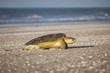 turtle at the beach