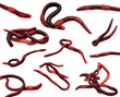 set of earthworms isolated on white