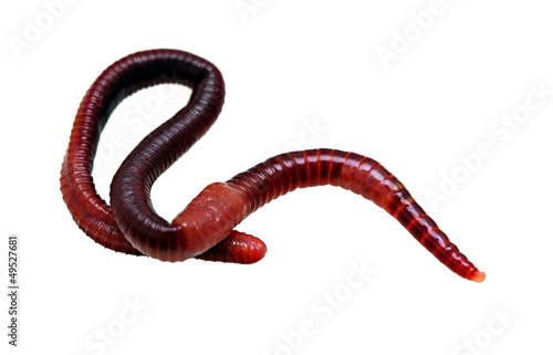 Photo: earthworm macro isolated earthworm macro isolated