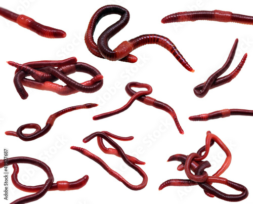 Photo: set of earthworms isolated on white set of earthworms isolated on white