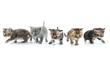 Group of kittens walking towards together. Studio shot. Isolated