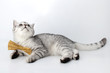 .silver tabby Scottish cat with golden bow tie