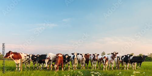 Photo: Curious Dutch milk cows in a row Curious Dutch milk cows in a row