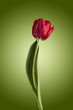 Red Tulip
