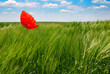 poppy in a wheat field