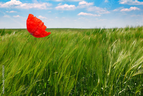 Photo: poppy in a wheat field poppy in a wheat field