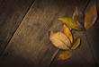 dry leaves