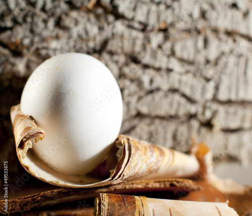 Photo: oeuf blanc d pâques sur fond de bois oeuf blanc d pâques sur fond de bois