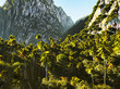 Tropical landscape