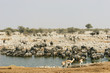 Waterhole in Etosha National Park, Namibia