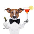 cocktail dog martini glasses