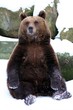 Braunbär