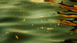 leaves floating on the waves