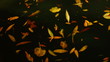 leaves floating on the waves