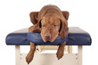 dog spa