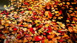 leaves floating on the waves
