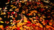 leaves floating on the waves