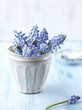 Photo: Bunch of Grape Hyacinths in a Vase Bunch of Grape Hyacinths in a Vase