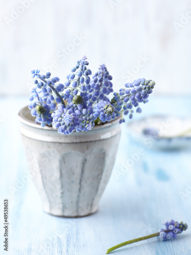 Photo: Bunch of Grape Hyacinths in a Vase Bunch of Grape Hyacinths in a Vase