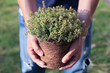 Gartenarbeit- frische Kräuter pflanzen
